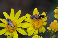 David Plant Photography - Wildlife Photography - Painted nomad bee, Nomada fucata - B