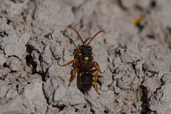 David Plant Photography - Wildlife Photography - Painted nomad bee, Nomada fucata - D