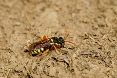 David Plant Photography - Wildlife Photography - Painted nomad bee, Nomada fucata - H
