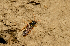 David Plant Photography - Wildlife Photography - Painted nomad bee, Nomada fucata - I