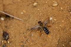 David Plant Photography - Wildlife Photography - Pantaloon bee, Dasypoda hirtipes - A