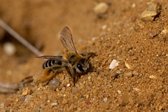 David Plant Photography - Wildlife Photography - Pantaloon bee, Dasypoda hirtipes - B