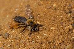 David Plant Photography - Wildlife Photography - Pantaloon bee, Dasypoda hirtipes - D