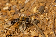 David Plant Photography - Wildlife Photography - Pantaloon bee, Dasypoda hirtipes - E