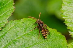 David Plant Photography - Wildlife Photography - Panzer's nomad bee, Nomada panzeri - B