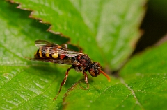 David Plant Photography - Wildlife Photography - Panzer's nomad bee, Nomada panzeri - C