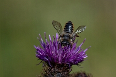 David Plant Photography - Wildlife Photography - Patchwork leafcutter bee, Megachile centuncularis - A
