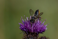 David Plant Photography - Wildlife Photography - Patchwork leafcutter bee, Megachile centuncularis - B