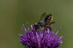 David Plant Photography - Wildlife Photography - Patchwork leafcutter bee, Megachile centuncularis - C