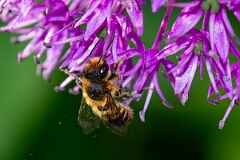 David Plant Photography - Wildlife Photography - Patchwork leafcutter bee, Megachile centuncularis - E