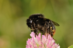 David Plant Photography - Wildlife Photography - Red-tailed bumblebee, Bombus lapidarius - A