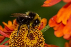 David Plant Photography - Wildlife Photography - Red-tailed bumblebee, Bombus lapidarius - D