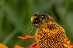 David Plant Photography - Wildlife Photography - Red-tailed bumblebee, Bombus lapidarius - E