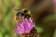 David Plant Photography - Wildlife Photography - Red-tailed bumblebee, Bombus lapidarius - G