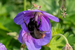 David Plant Photography - Wildlife Photography - Red-tailed bumblebee, Bombus lapidarius - H