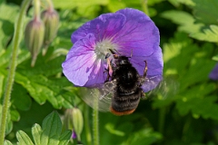 David Plant Photography - Wildlife Photography - Red-tailed bumblebee, Bombus lapidarius - I