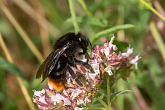 David Plant Photography - Wildlife Photography - Red-tailed cuckoo bee, Bombus rupestris - C