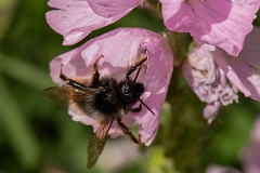 David Plant Photography - Wildlife Photography - Red-tailed cuckoo bee, Bombus rupestris - D
