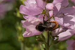 David Plant Photography - Wildlife Photography - Red-tailed cuckoo bee, Bombus rupestris - F