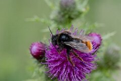 David Plant Photography - Wildlife Photography - Red-tailed cuckoo bee, Bombus rupestris - H