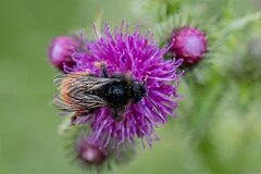 David Plant Photography - Wildlife Photography - Red-tailed cuckoo bee, Bombus rupestris - I