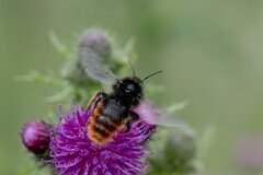 David Plant Photography - Wildlife Photography - Red-tailed cuckoo bee, Bombus rupestris - J