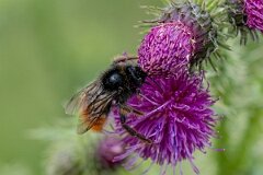 David Plant Photography - Wildlife Photography - Red-tailed cuckoo bee, Bombus rupestris - K