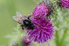 David Plant Photography - Wildlife Photography - Red-tailed cuckoo bee, Bombus rupestris - L