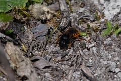 David Plant Photography - Wildlife Photography - Red-tailed mason-bee, Osmia bicolor - A