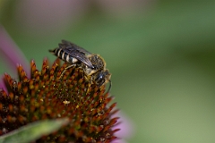 David Plant Photography - Wildlife Photography - Shiny-vented sharp-tail bee, Coelioxys inermis - A