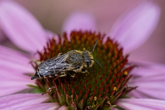 David Plant Photography - Wildlife Photography - Shiny-vented sharp-tail bee, Coelioxys inermis - D