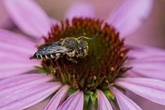 David Plant Photography - Wildlife Photography - Shiny-vented sharp-tail bee, Coelioxys inermis - E