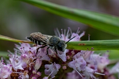 David Plant Photography - Wildlife Photography - Shiny-vented sharp-tail bee, Coelioxys inermis - F