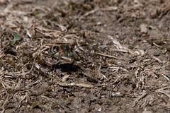 David Plant Photography - Wildlife Photography - Silvery leafcutter bee, Megachile leachella - A