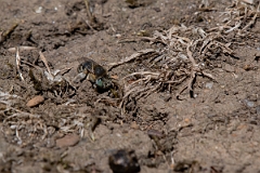 David Plant Photography - Wildlife Photography - Silvery leafcutter bee, Megachile leachella - C