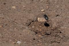 David Plant Photography - Wildlife Photography - Silvery leafcutter bee, Megachile leachella - D