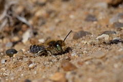 David Plant Photography - Wildlife Photography - Silvery leafcutter bee, Megachile leachella - E