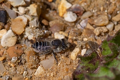 David Plant Photography - Wildlife Photography - Silvery leafcutter bee, Megachile leachella - G