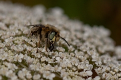 David Plant Photography - Wildlife Photography - Silvery leafcutter bee, Megachile leachella - H