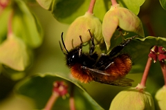David Plant Photography - Wildlife Photography - Tawny mining bee, Andrena fulva - A