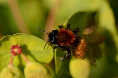 David Plant Photography - Wildlife Photography - Tawny mining bee, Andrena fulva - B