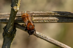 David Plant Photography - Wildlife Photography - Tawny mining bee, Andrena fulva - D