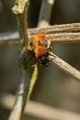 David Plant Photography - Wildlife Photography - Tawny mining bee, Andrena fulva - E