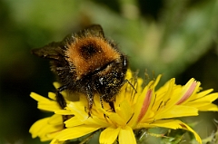 David Plant Photography - Wildlife Photography - Tree bumblebee, Bombus hypnorum - A