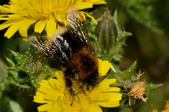 David Plant Photography - Wildlife Photography - Tree bumblebee, Bombus hypnorum - B