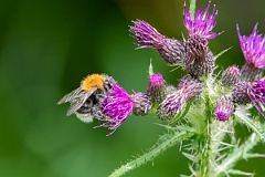 David Plant Photography - Wildlife Photography - Tree bumblebee, Bombus hypnorum - D