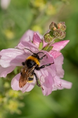 David Plant Photography - Wildlife Photography - Vestal cuckoo bee, Bombus vestalis - B