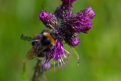David Plant Photography - Wildlife Photography - Vestal cuckoo bee, Bombus vestalis - F