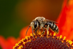 David Plant Photography - Wildlife Photography - White-banded sweat bee, Lasioglossum leucozonium - A