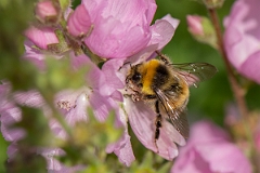 David Plant Photography - Wildlife Photography - White-tailed bumblebee, Bombus lucorum - B